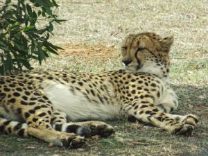 Cheetah at Monarto Zoo